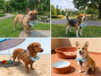 petactive cooler（Basic Edition）